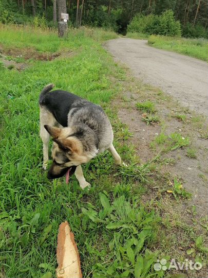 Восточноевропейская овчарка вязка
