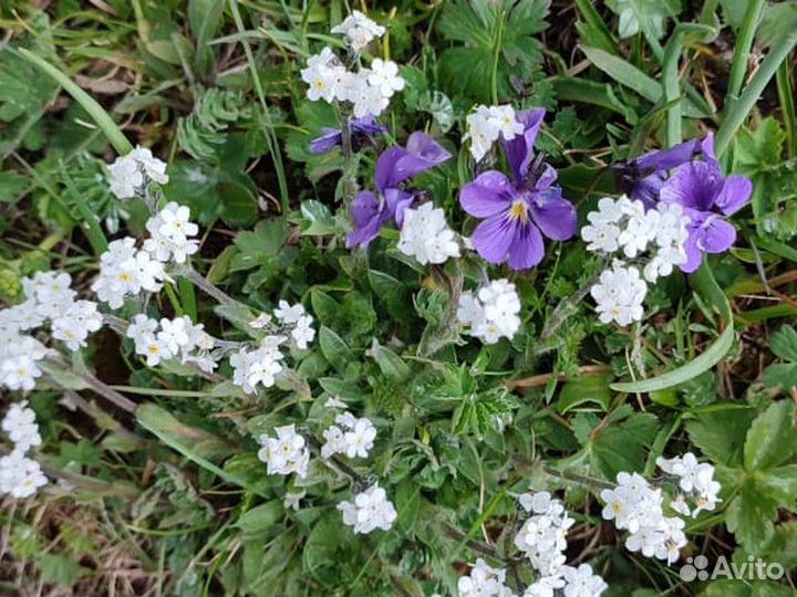 Экскурсия — Алматы — Из Алматы – к высокогорному п