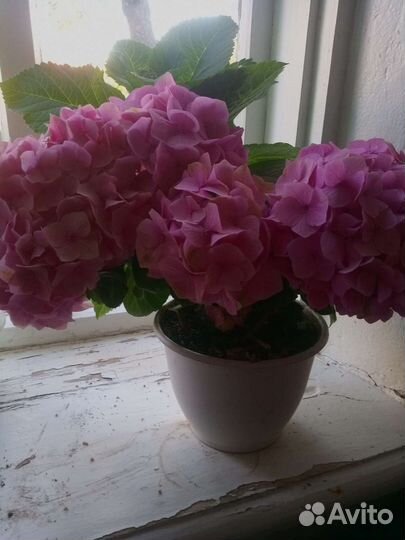 Саженцы и взрослые растения гортензии комнатной