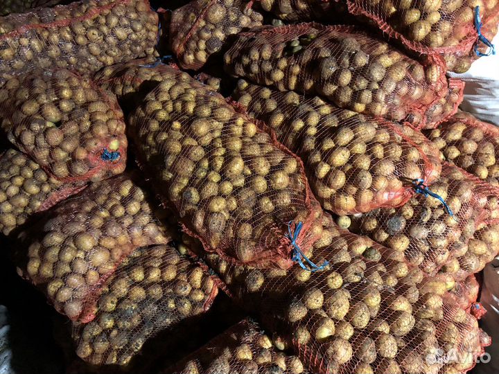 Картофель Гала крупный