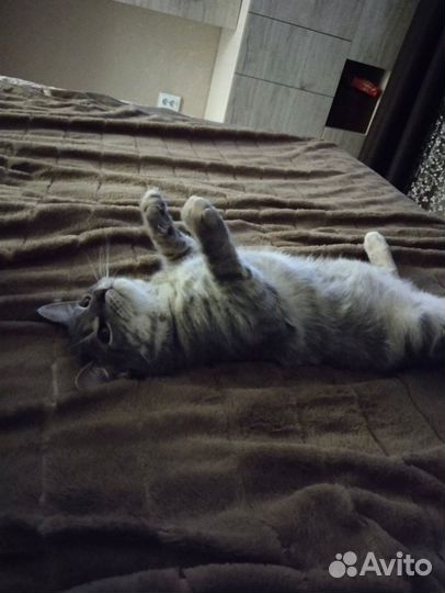 Кошка кот