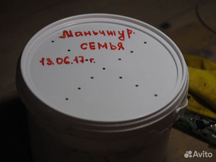 Червь «Красный маньчжурец» для компоста и рыбалки