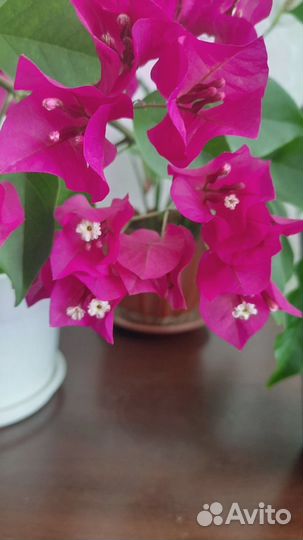Бугенвиллия взрослая