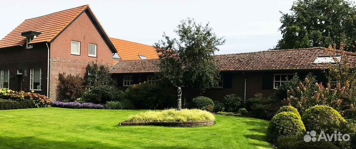 Рулонный газон мятлик