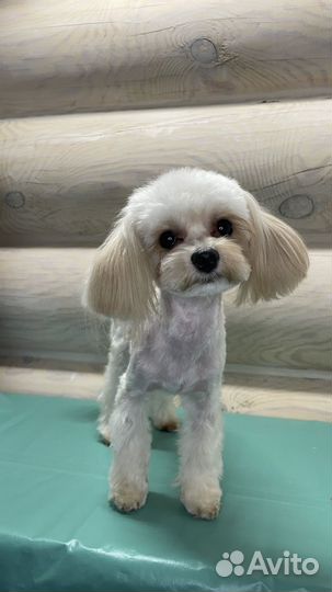 Мальтипу f1 mini