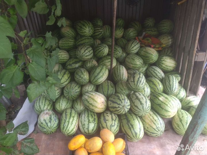 Арбуз (Там там )