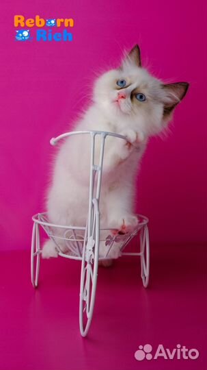 Ragdoll девочка