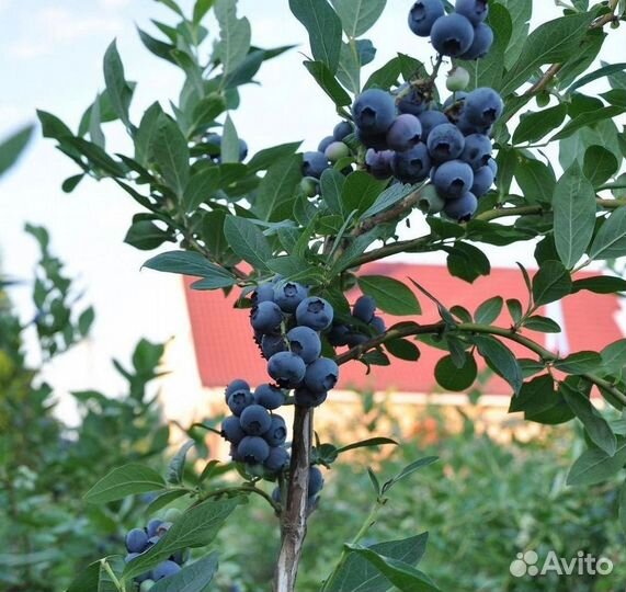 Голубика саженцы с доставкой