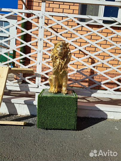 Золотой лев