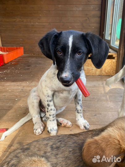 Щенок мальчик помесь курцхаара