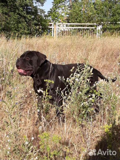 Девчули Кане Корсо