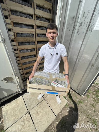 Клубничный бизнес