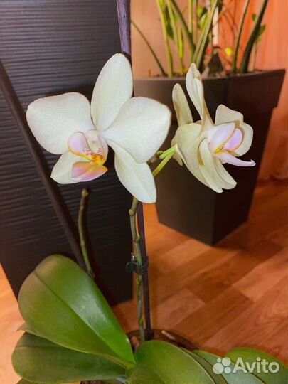 Орхидея mini