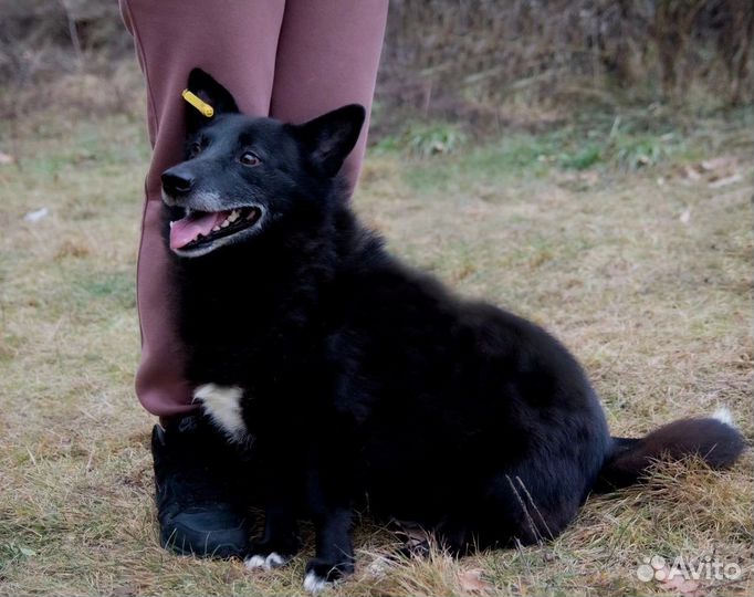 Собака, кобель коротколапый в частный дом