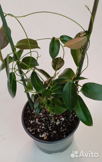 Дипладения мандевилла