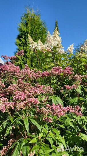 Посконник Glutball