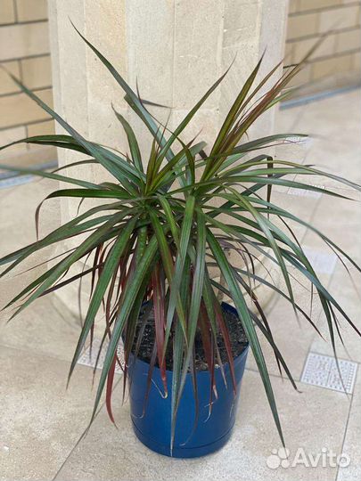 Пальма драцена