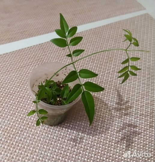 Жасмин многоцветковый