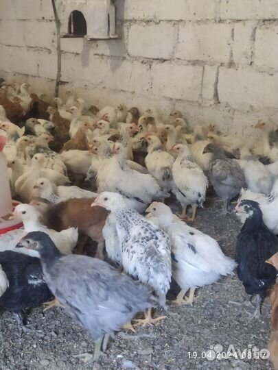 Цыплята домашние