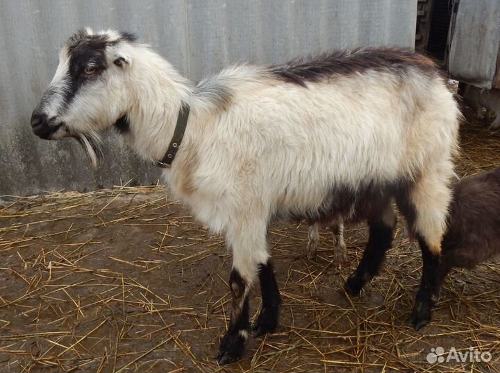 Козы ламанча