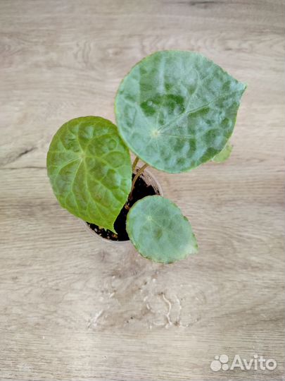 Бегония декоративно лиственная почтой