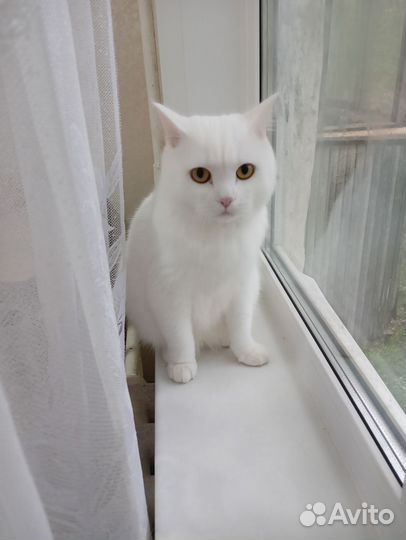 Британский кот