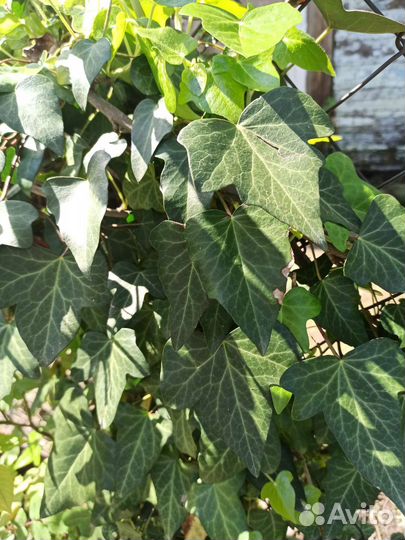 Пльющ вечнозелёный морозостойкий, саженцы, черенки