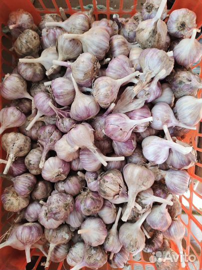Чеснок домашний