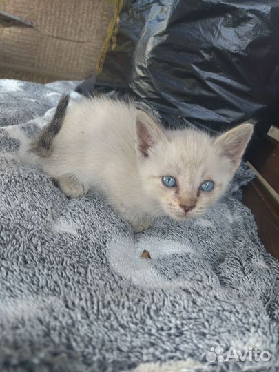 Отдам бесплатно