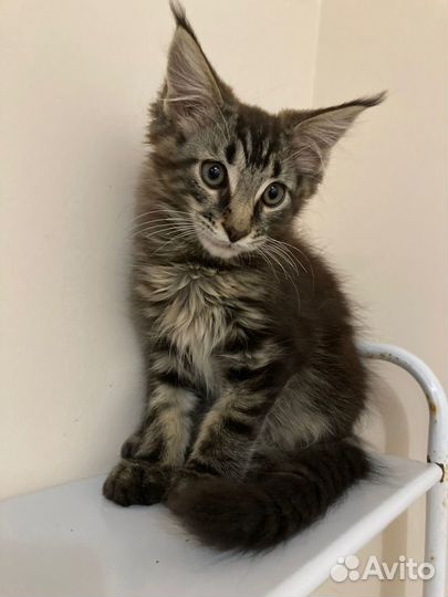 Котята породы мейн-кун