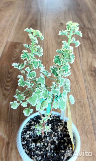 Пеларгония душистая сортовая срезы