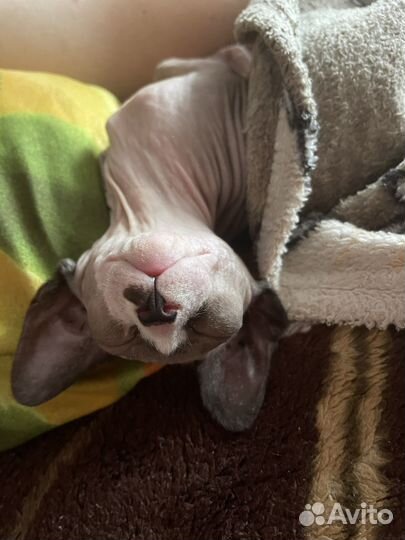 Котенок
