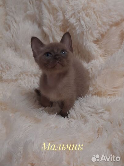 Бурманские котята