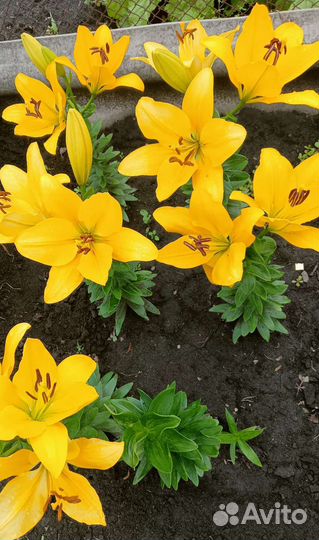 Растения садовые и комнатные