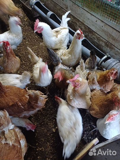 Цыплята несушки