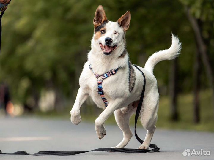 Собаки бесплатно