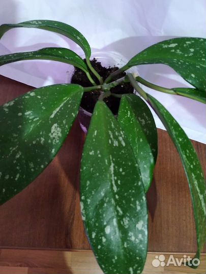 Хойя пубикаликс, sv. sunrise, дисхидия овата