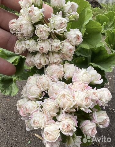 Пеларгония Ю Царская невеста купить в Ярославле | Товары для дома и ...