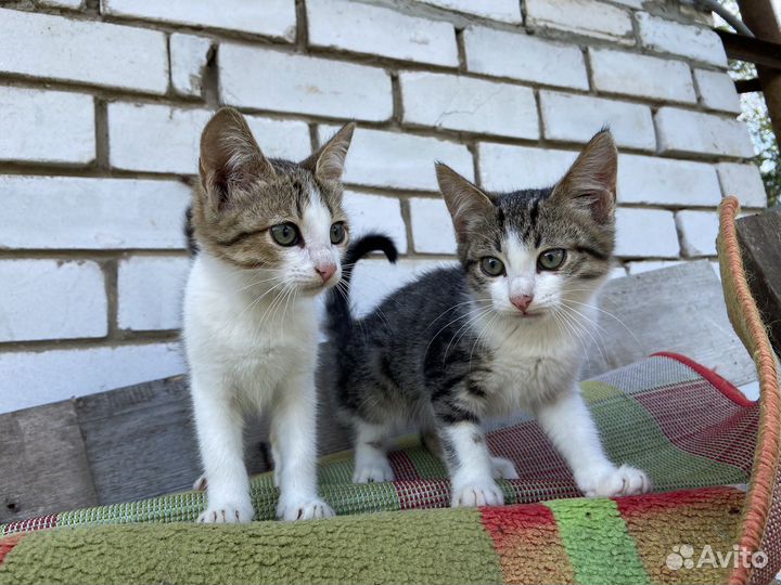 Котята Бабленыши