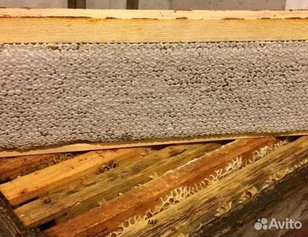 Мед 24 года Алтайский опт