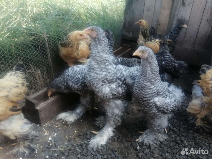 Домашняя птица