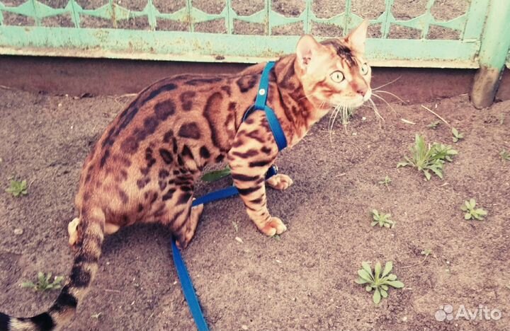 Бенгальская