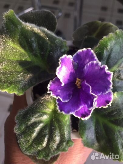 Детки сортовых фиалок