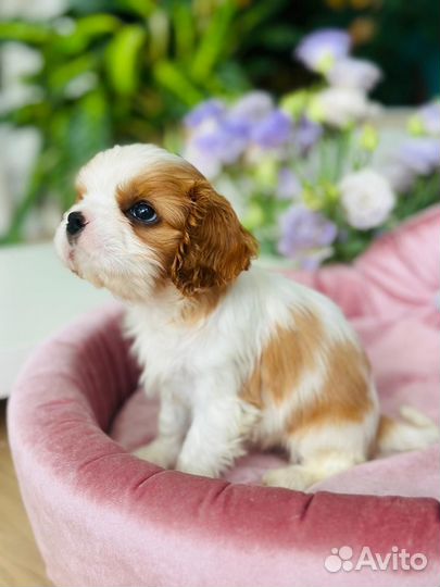 Кавалерчики мальчик и девочка