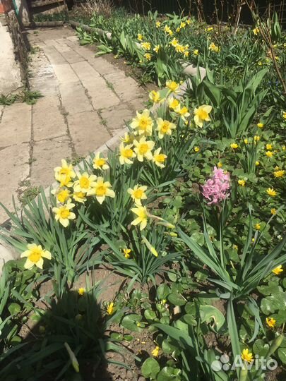 Нарцисс, луковицы