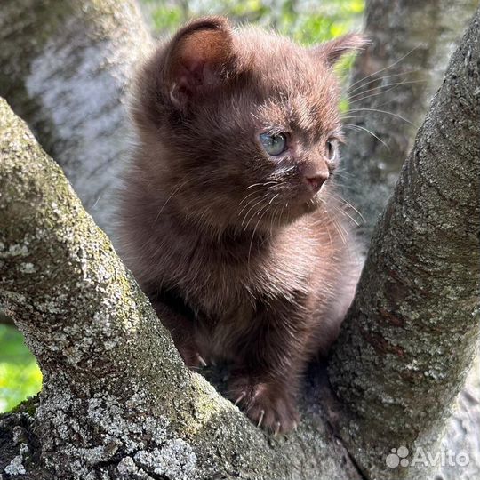 Британские котята
