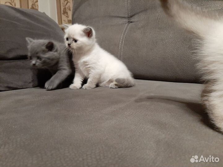 Британские котята