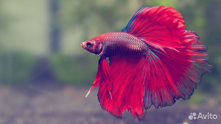 Рыбка петушок