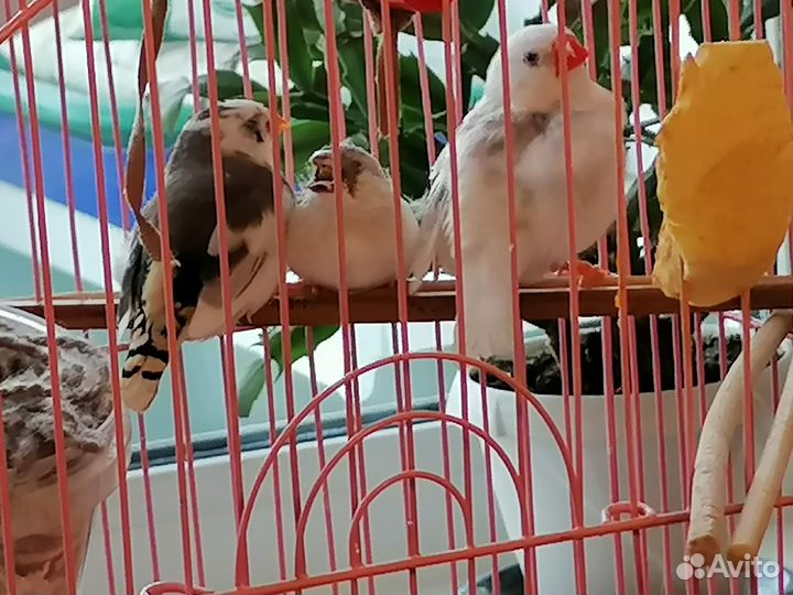 Зебровые амадины продам Иркутск