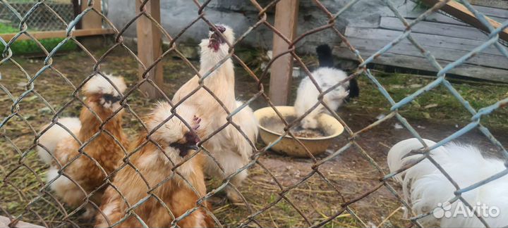 Китайские шелковые куры